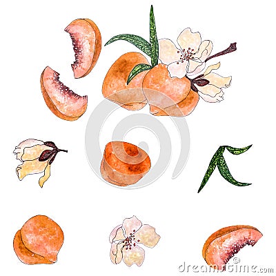 Illustration of an isolated fruit on a peach branch with fruits on a white background Vector Illustration